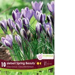 Van Noort Crocus - Spring Beauty 10/Pkg