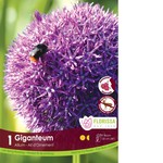 Van Noort Allium - Giganteum 1/Pkg