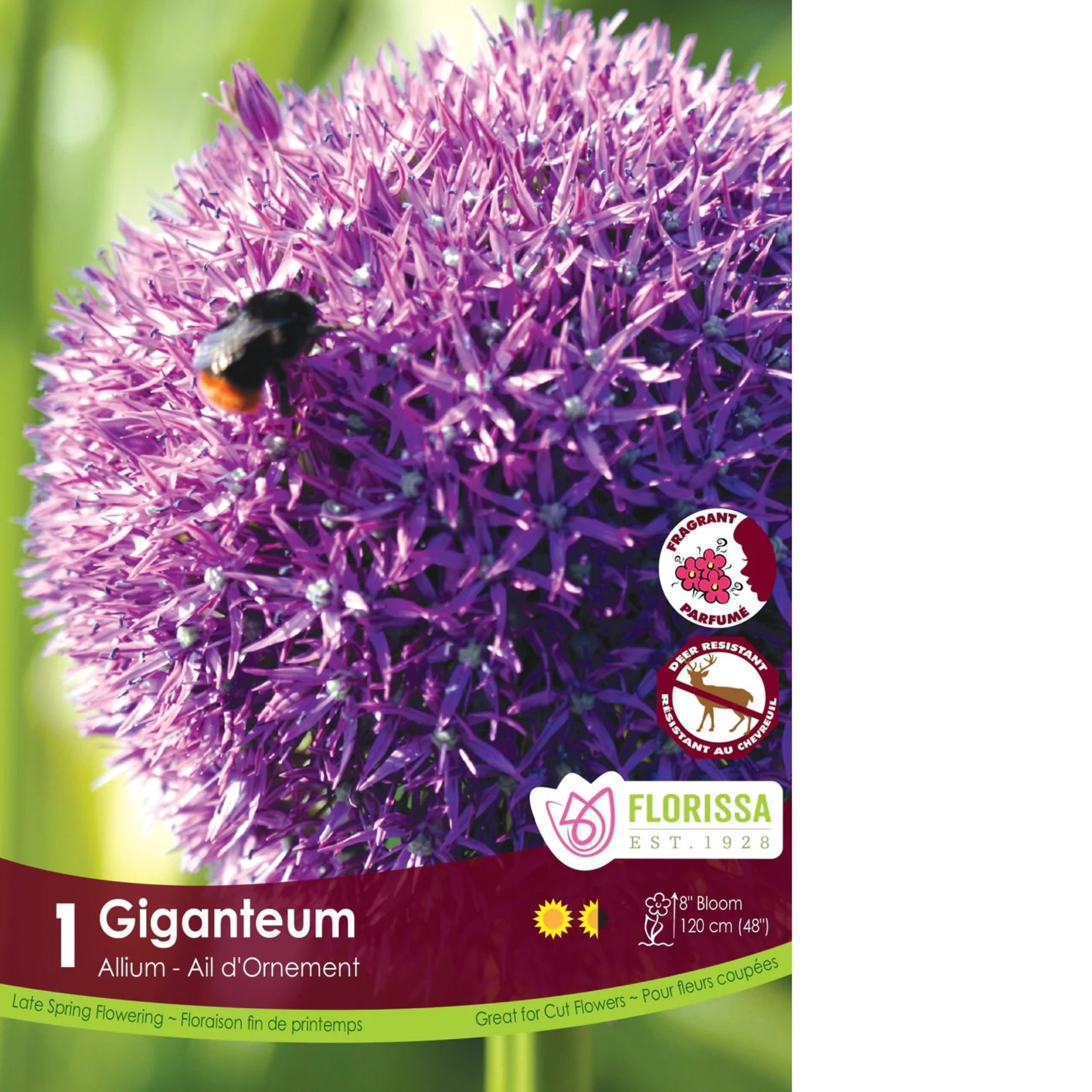 Van Noort Allium - Giganteum1/Pkg