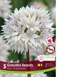 Van Noort Allium - Graceful Beauty Tops 5/Pkg