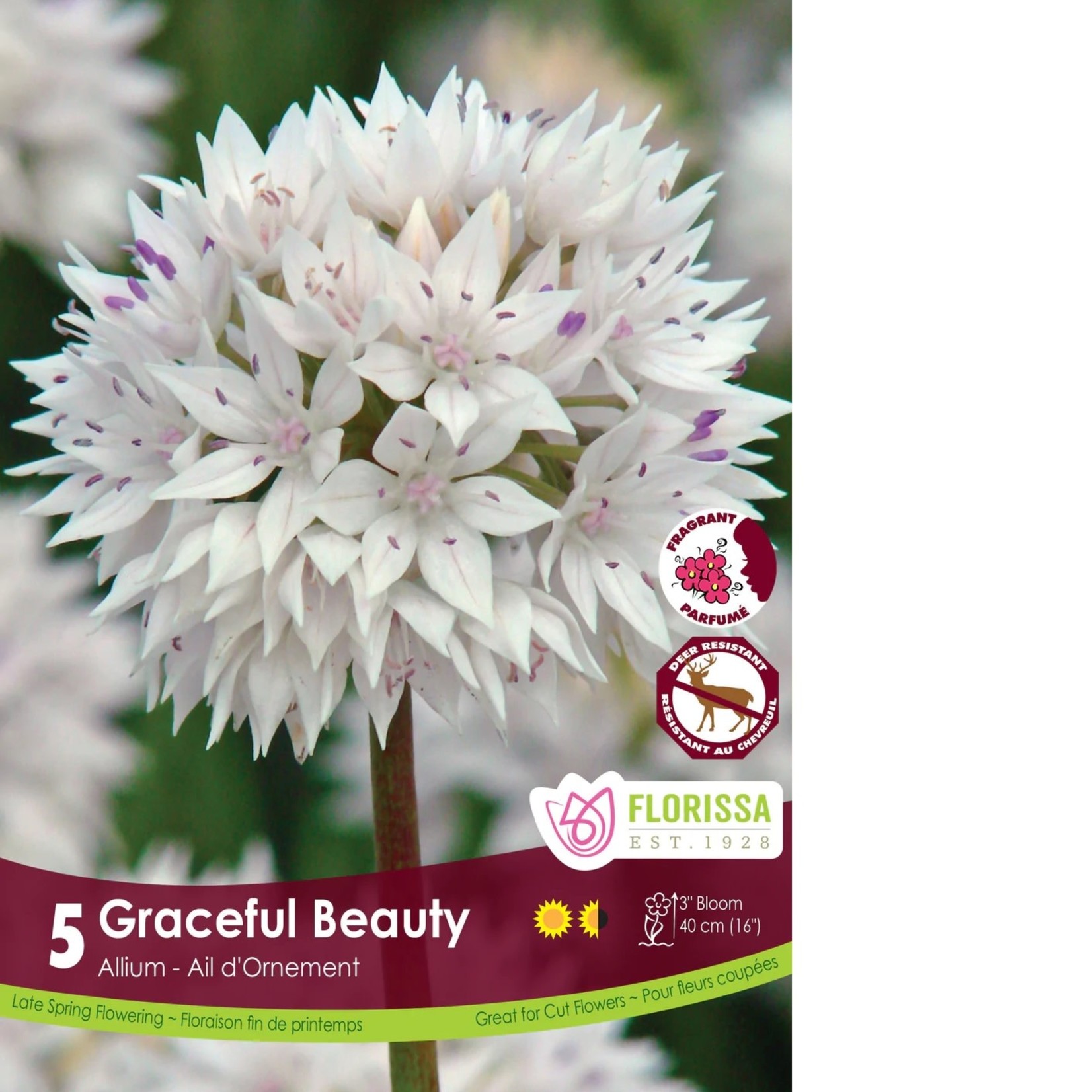 Van Noort Allium - Graceful Beauty Tops 5/Pkg