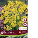 Van Noort Allium - Moly Luteum 20/Pkg