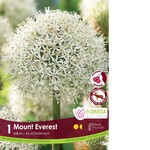 Van Noort Allium - Mount Everest 1/Pkg