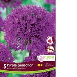 Van Noort Allium - Purple Sensation 5/Pkg