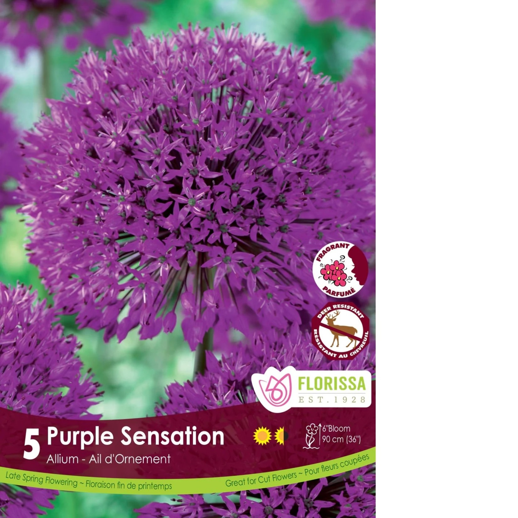 Van Noort Allium - Purple Sensation 5/Pkg