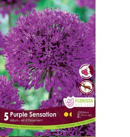 Van Noort Allium - Purple Sensation 5/Pkg