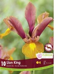 Van Noort Iris - Dutch Lion King 10/Pkg