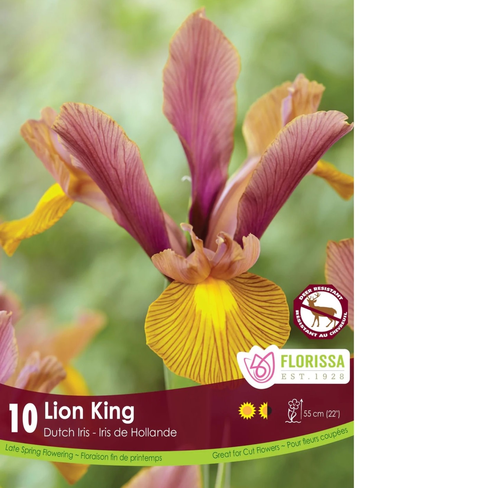 Van Noort Iris - Dutch Lion King 10/Pkg