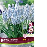 Van Noort Muscari - Baby's Breath 10/Pkg