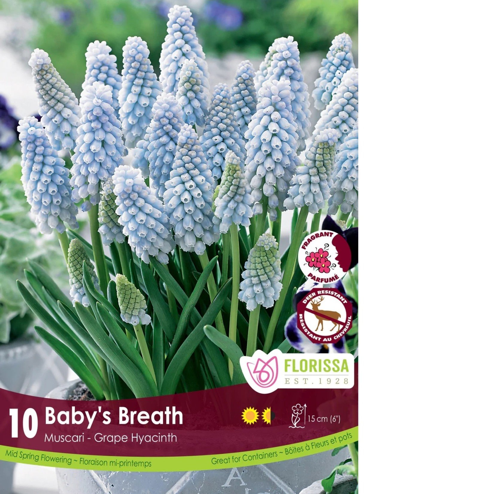 Van Noort Muscari - Baby's Breath 10/Pkg