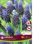 Van Noort Muscari - Latifolium 10/Pkg