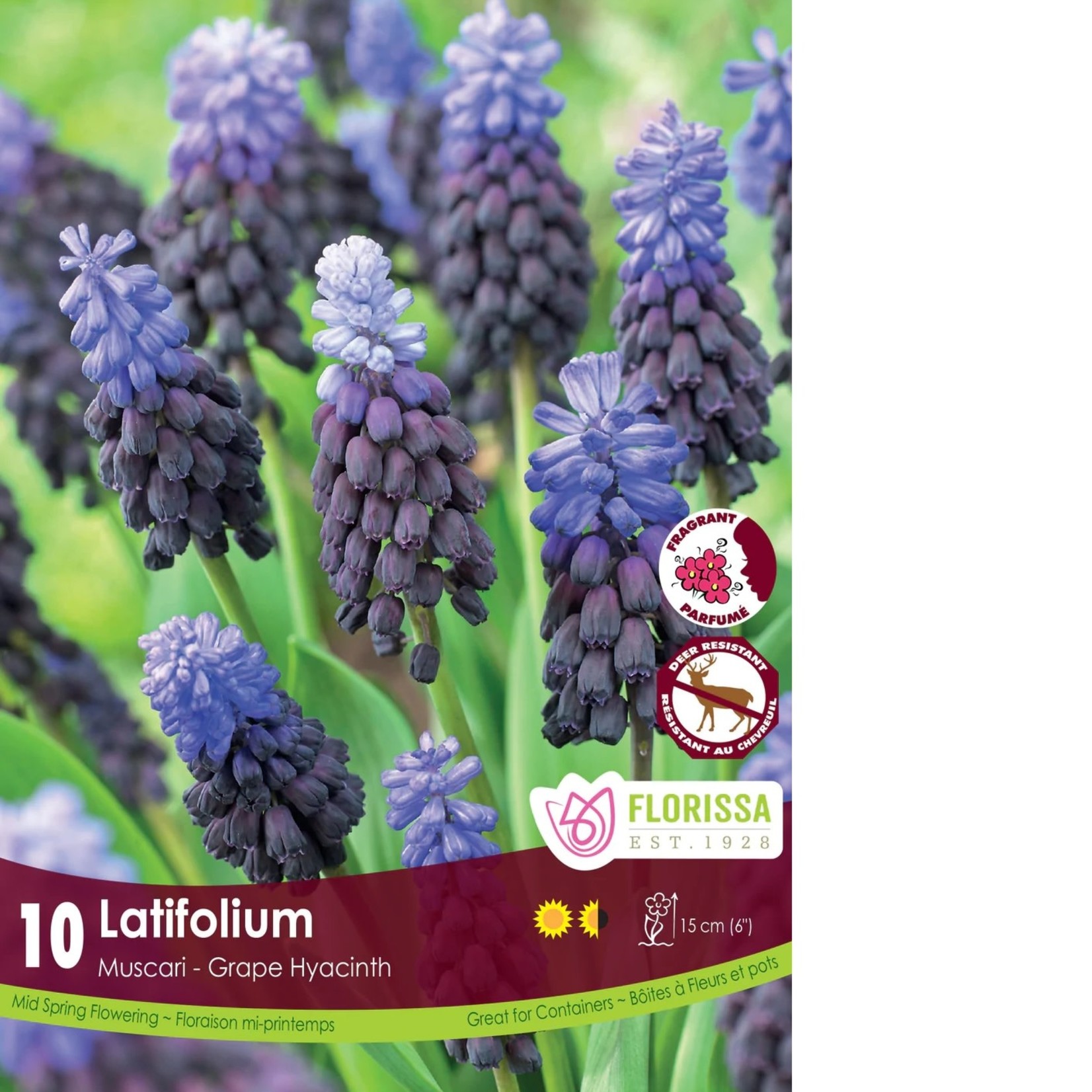Van Noort Muscari - Latifolium 10/Pkg