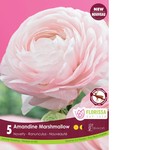 Van Noort Ranuculus - Amandine Marshmallow 5/Pkg