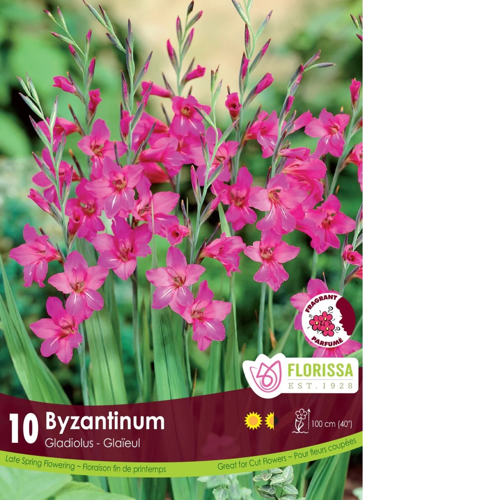 Van Noort Gladiolus - Byzantinus Tops 10/Pkg