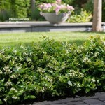 Vaccinium Bushel and Berry  Berrybux PP25467