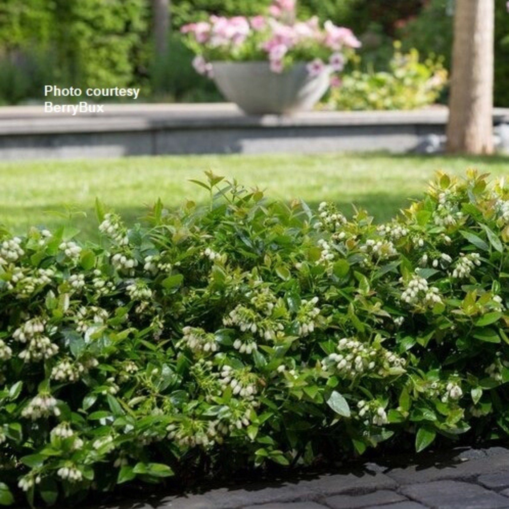 Vaccinium Bushel and Berry  Berrybux PP25467