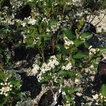 Chokeberry Autumn Magic 2G