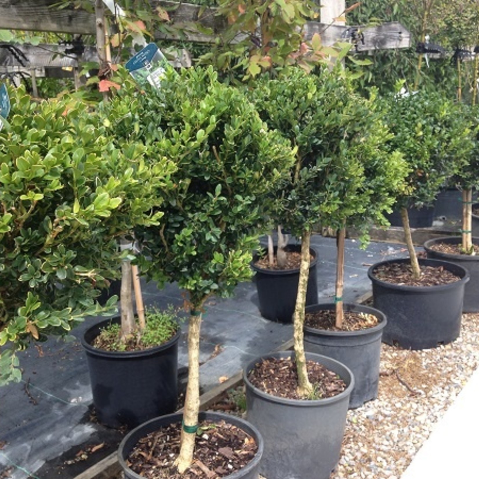 Boxwood  Green Velvet Tree form 3G
