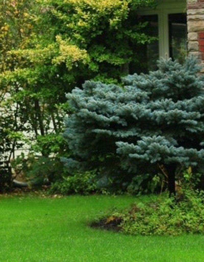 globe-blue-spruce-tree-form-7g-klomps-home-and-garden