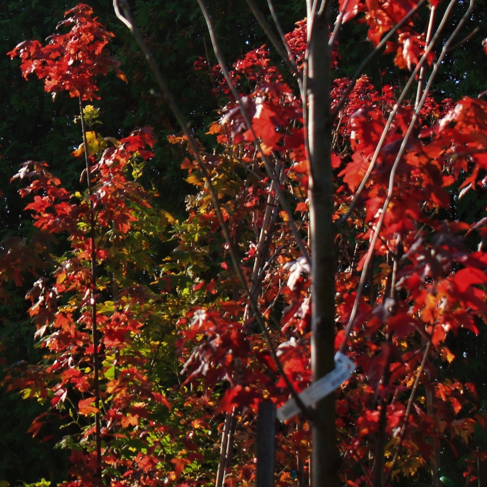 Maple Autumn Blaze 7G