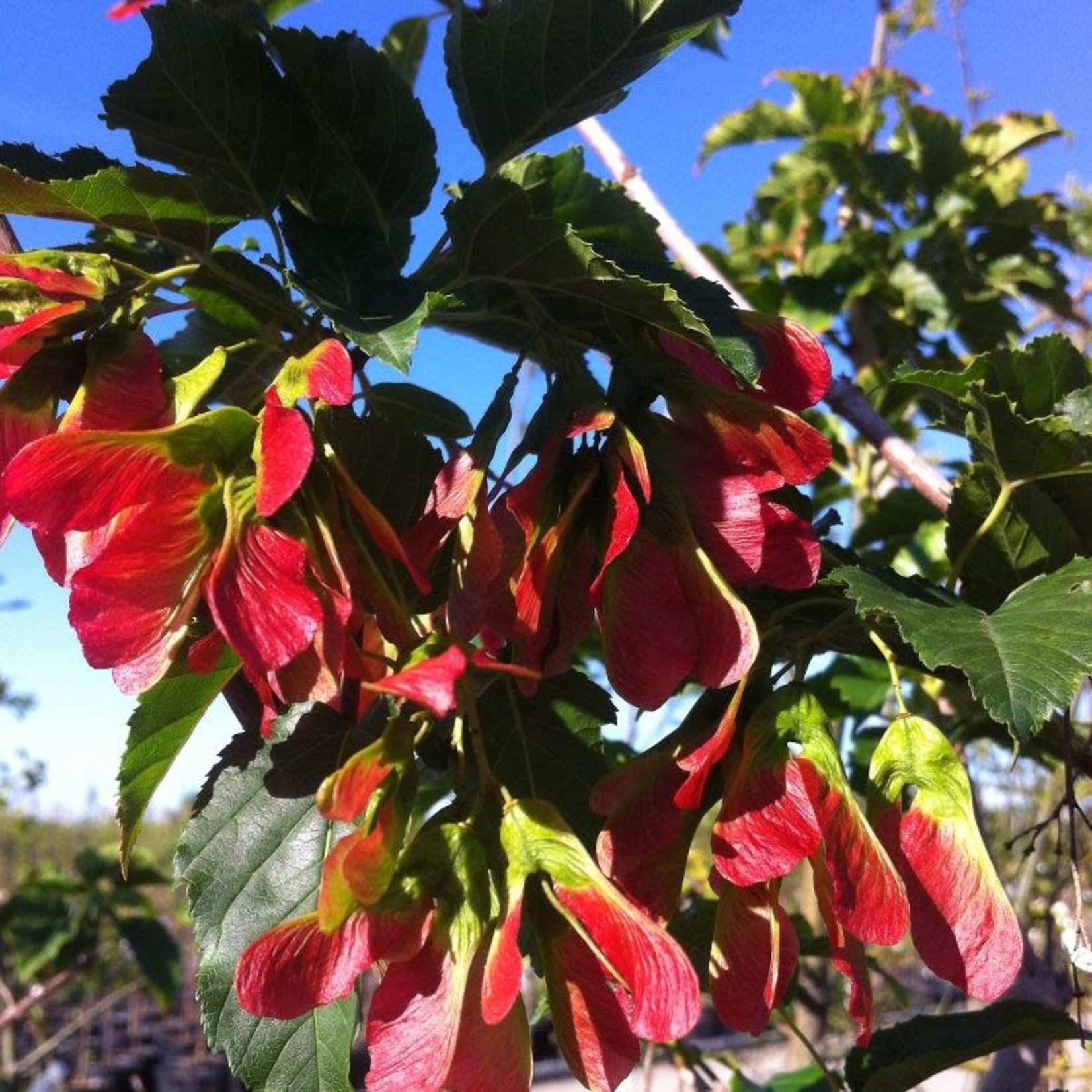 Maple Amur Ruby Slippers  15gal