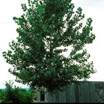 Aspen Trembling (Quaking) 5G