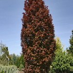 European Beech  'Red Obelisk' 200 cm