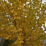 Maidenhair/Ginkgo Tree Presidential Gold  15gal