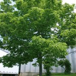 Common Hackberry 5G
