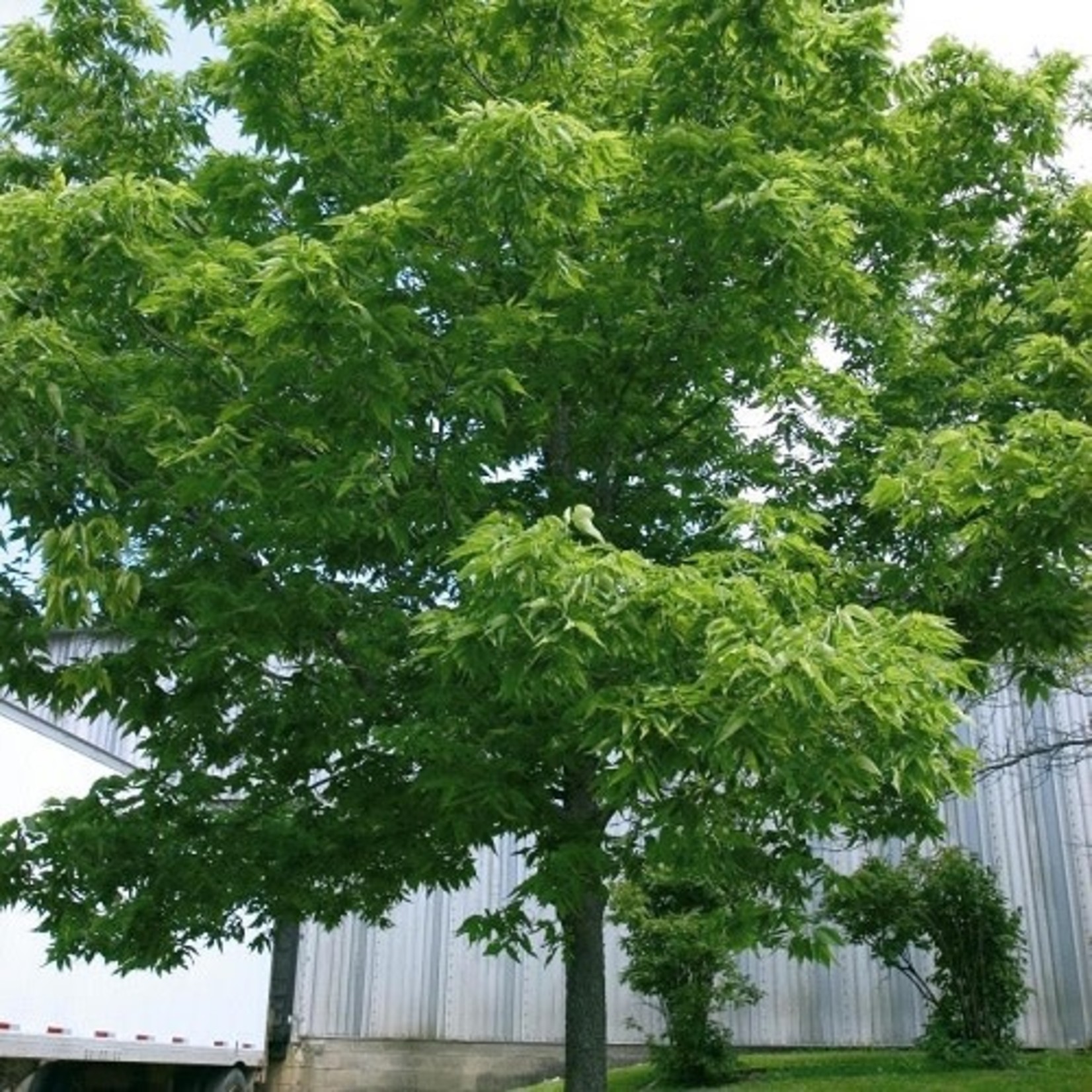Common Hackberry 5G