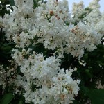 French Lilac Madame Lemoine 2G