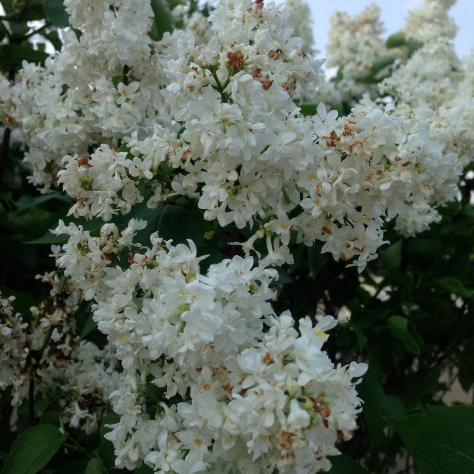 French Lilac Madame Lemoine 2G