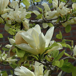 Magnolia ' Elizabeth' Tree Form 175 cm