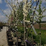 Redbud Eastern ' Royal White'  15G