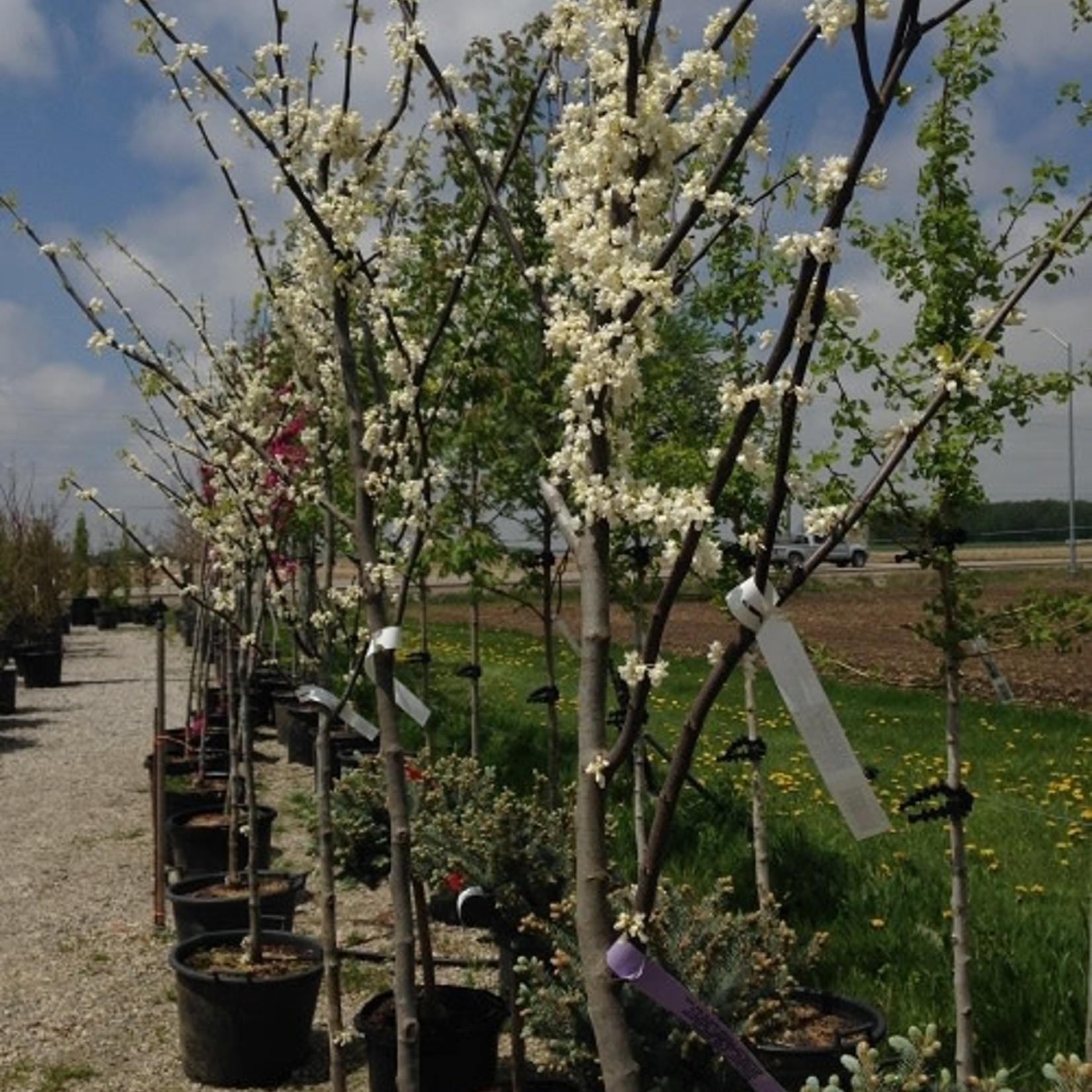 Eastern Redbud  Royal White  15G