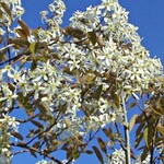 Serviceberry ' Autumn Brilliance' Tree form 7G