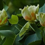 Tulip Tree Pyramidal 'Arnold' 15gal