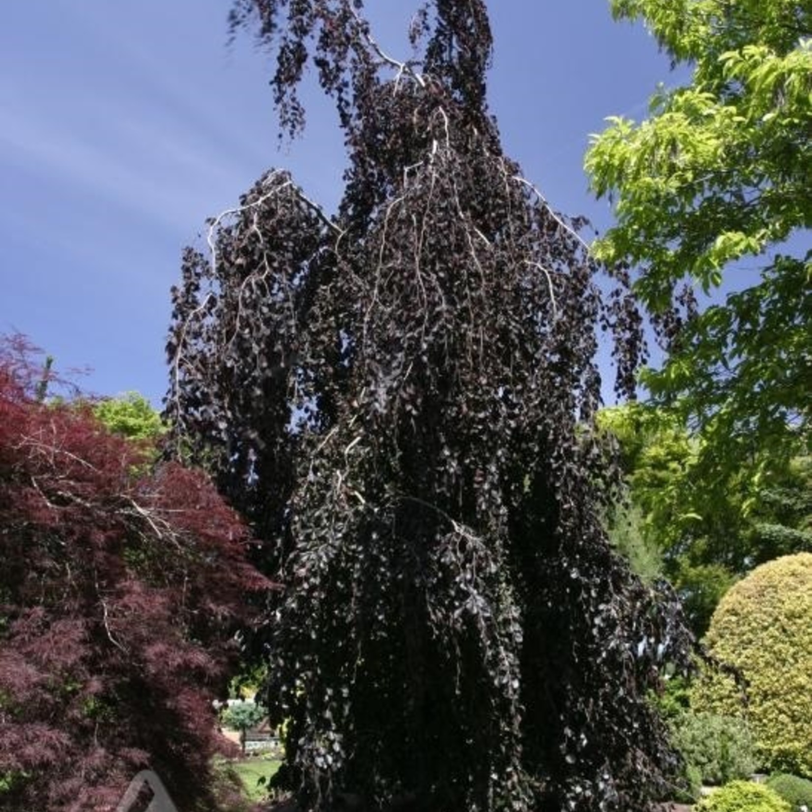 European Beech Purple Fountain 225 cm