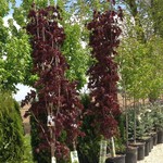 Maple 'Crimson Sentry' 7G