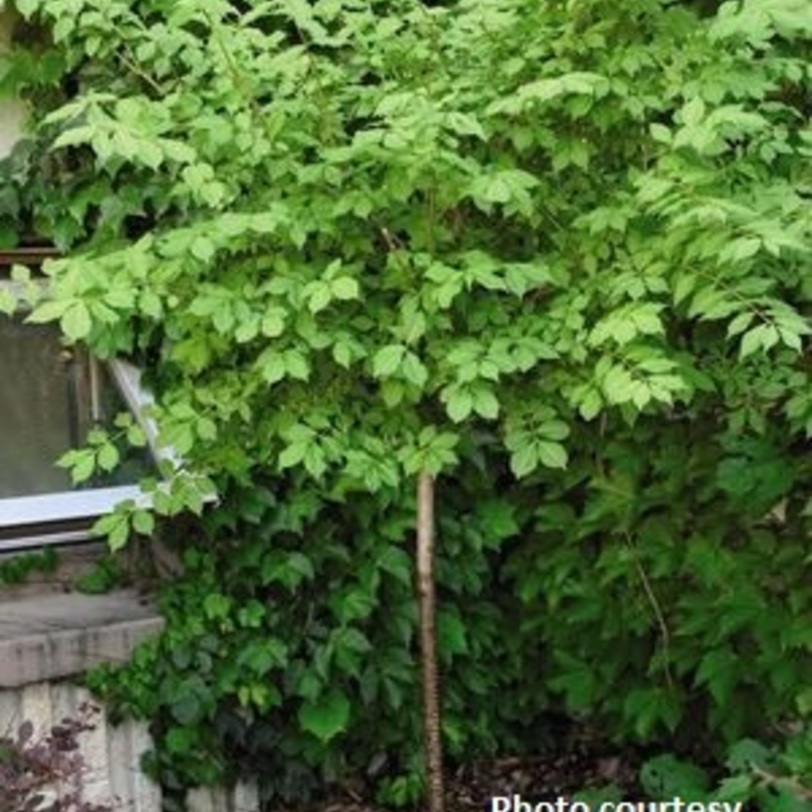 Burning Bush Dwarf Tree 5G