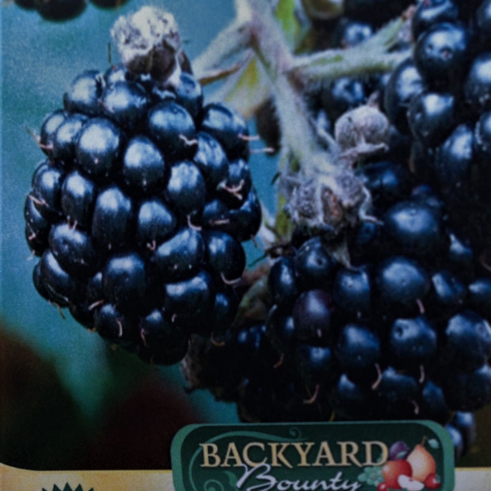 Rubus fruticosus Loch Ness Blackberry