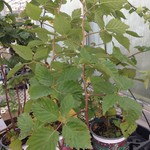 Rubus fruticosus Loch Ness Blackberry