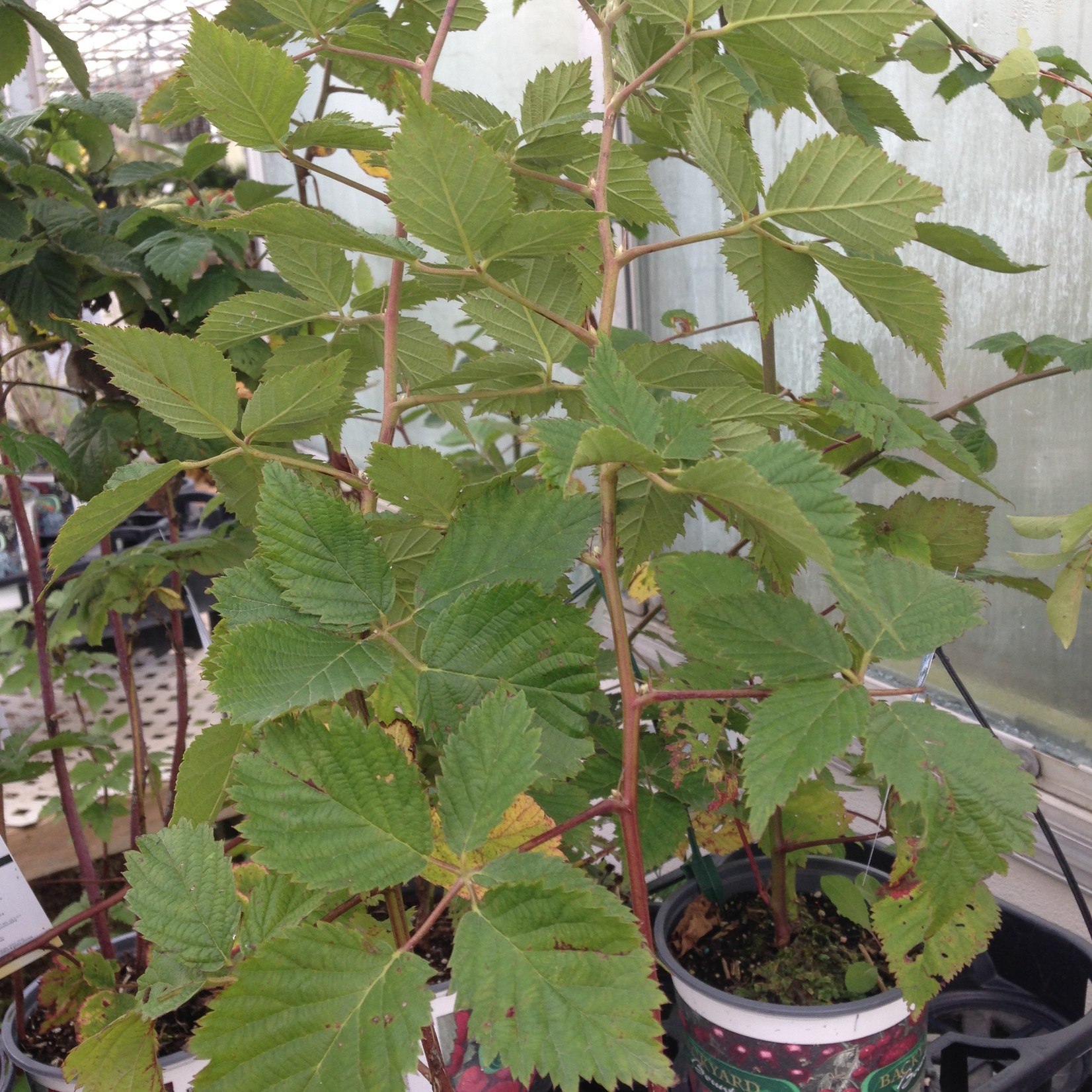 Rubus fruticosus Loch Ness Blackberry