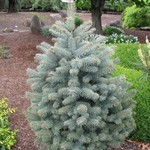 Spruce Colorado 'Baby Blue' 150cm