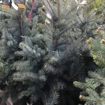 Spruce Colorado ' Blue Diamond' 7G