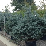 Spruce Colorado 'Fat Albert' 15G