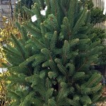 Spruce Norway ' Columnar' 125cm