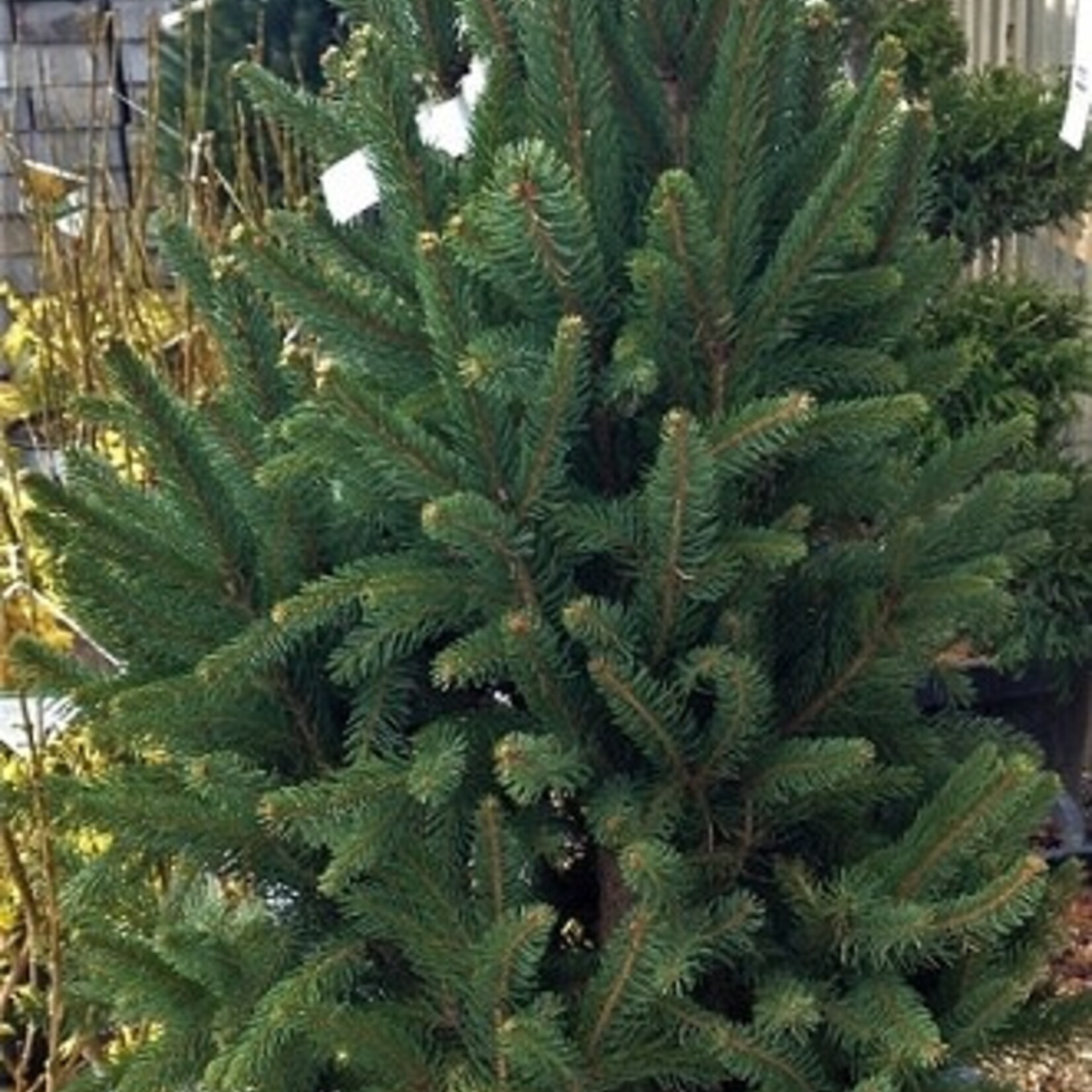 Norway Spruce / picea abies 125cm
