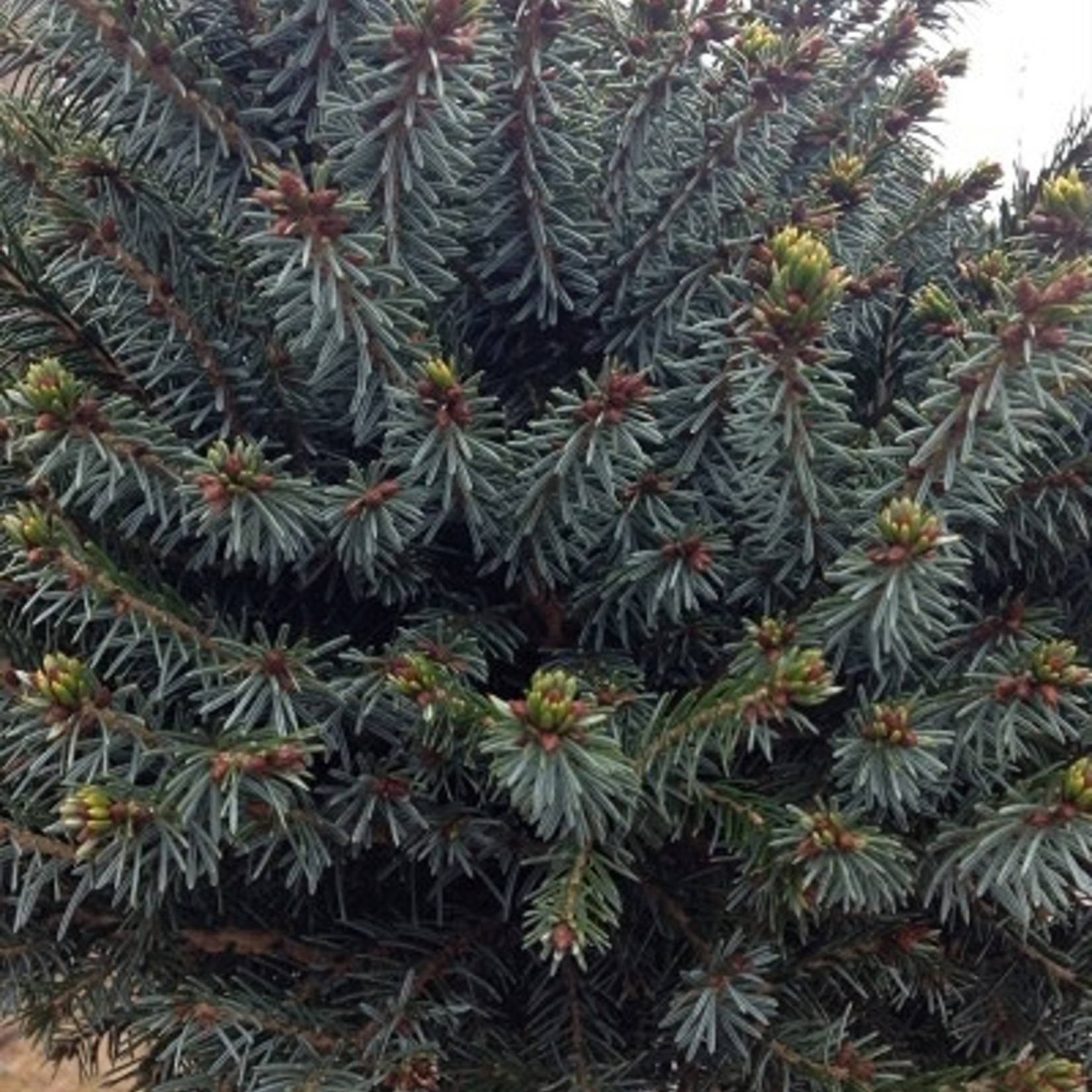 Serbian Spruce  Dwarf 3G