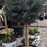 Spruce Serbian  Dwarf Tree form 10G